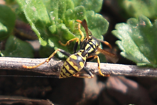 Polistes dominulus?